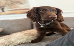 Cocker Spaniel dogs for sale: Cocker spaniel female Chocolate  - Image 6