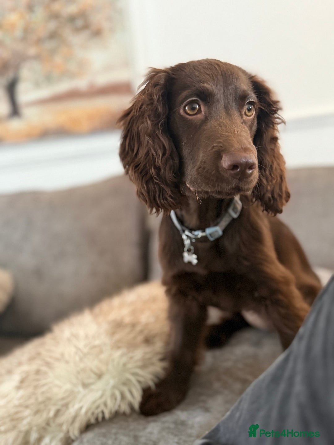 Cocker Spaniel dogs for sale: Cocker spaniel female Chocolate  - Image 6