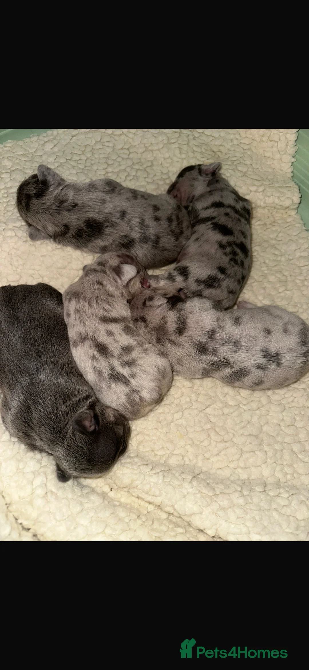 French Bulldog dogs for sale: Beautiful French Bulldog Puppies Available  - Advert 6