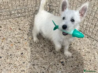 West Highland Terrier dogs Beautiful west highland terrier puppy’s - Advert 1