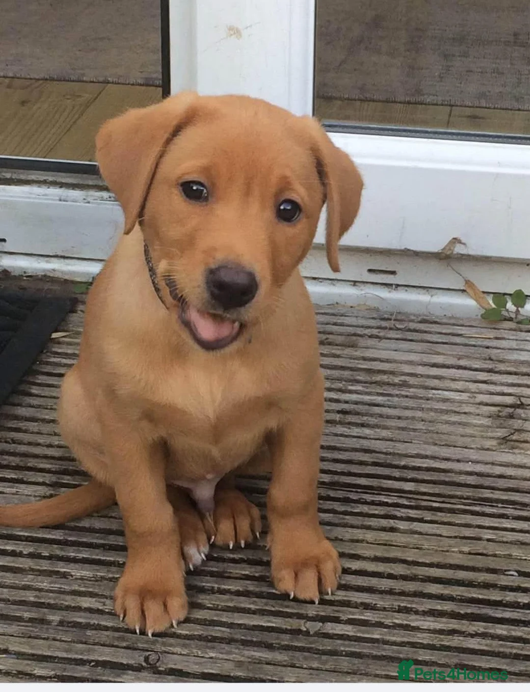Labrador Retriever dogs for sale: Beautiful Red Fox Puppies - Advert 4
