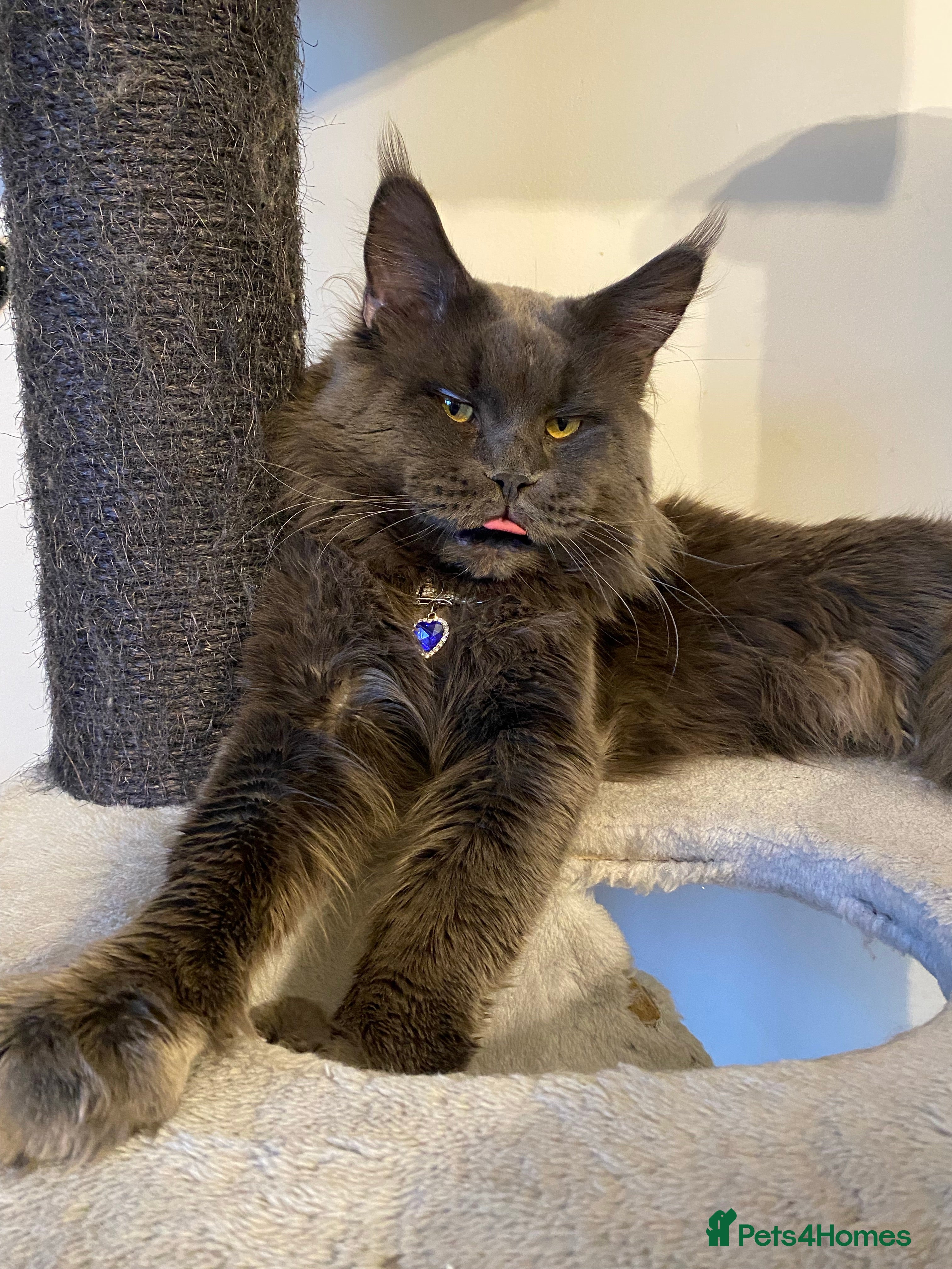 Maine Coon cats SOLID*BLUE*MAINE*COON*Russian*🇷🇺*Line*for STUD. in London - Advert 14