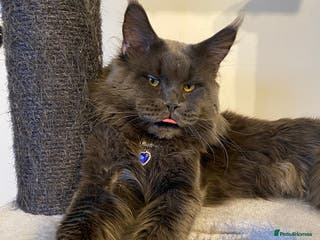 Maine Coon cats SOLID*BLUE*MAINE*COON*Russian*🇷🇺*Line*for STUD. in London - Advert 13