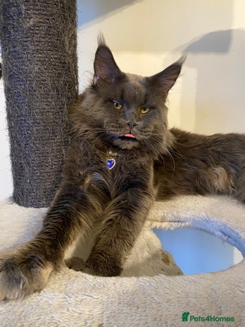 Maine Coon cats SOLID*BLUE*MAINE*COON*Russian*🇷🇺*Line*for STUD. in London - Advert 12