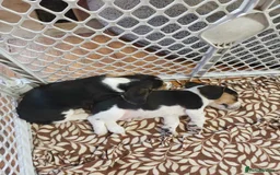 Beagle dogs for sale: THREE Beagle LEFT - Image 4