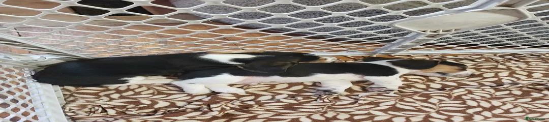 Beagle Puppy 4