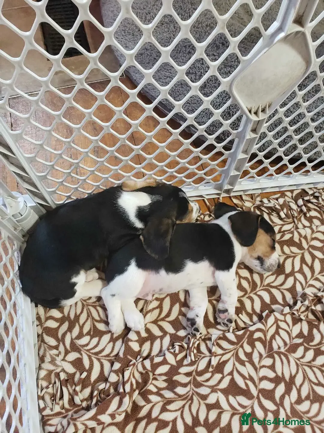 Beagle dogs for sale: THREE Beagle LEFT - Image 4