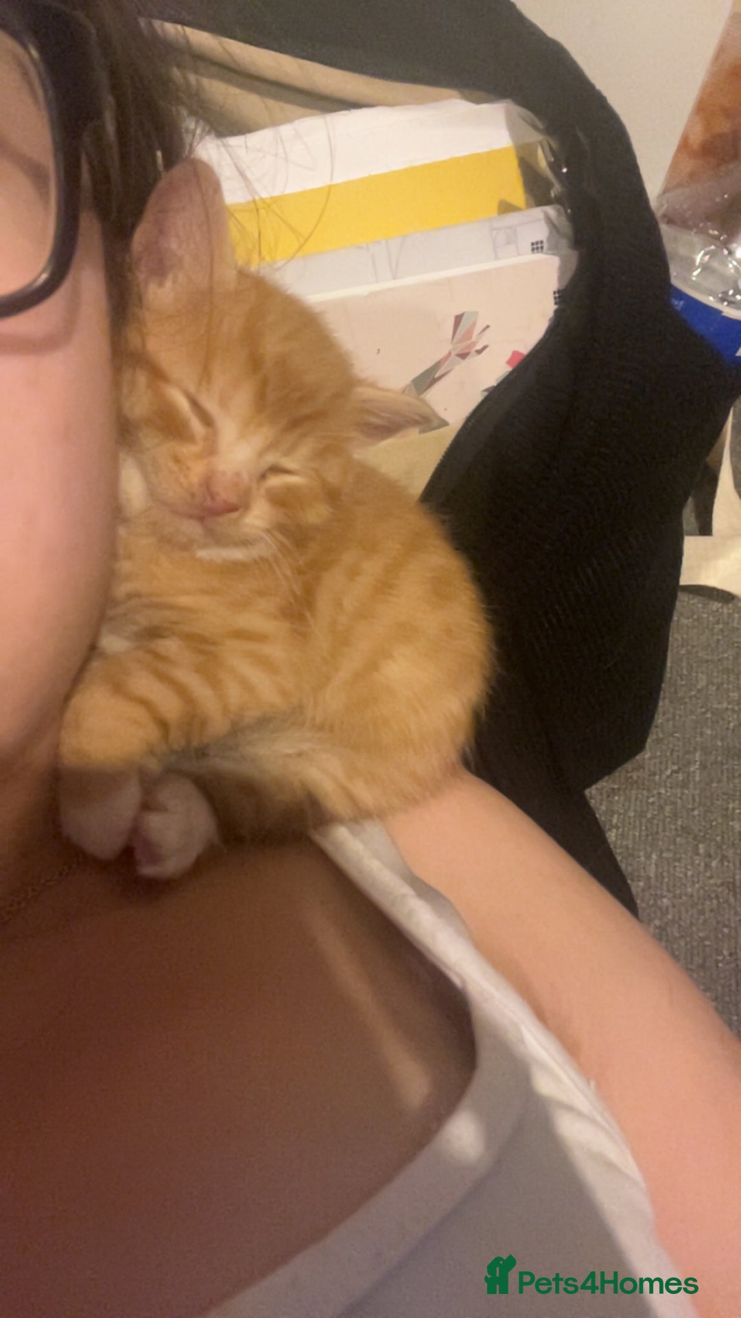 Mixed Breed cats for sale: Orange kitties 💕🍊 - Advert 3