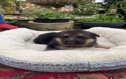 German Shepherd dogs for sale: German Shepherd puppy for sale - Image 13