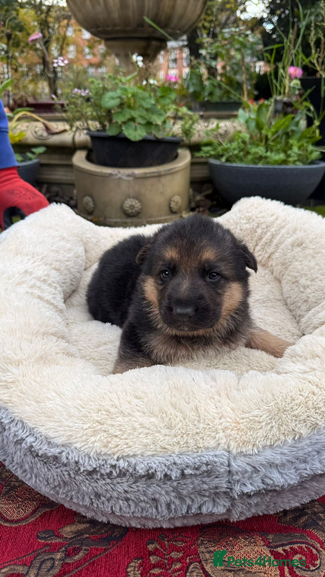 German Shepherd dogs for sale: German Shepherd puppy for sale - Image 13