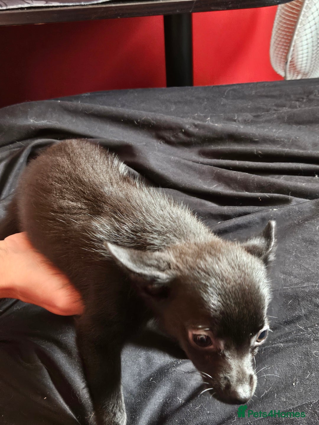 Pomchi dogs for sale: Pomchi puppys - Image 6