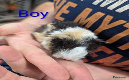 Guinea Pig rodents for sale: Stunning baby Lunkarya guinea pigs! 😍 - Image 6