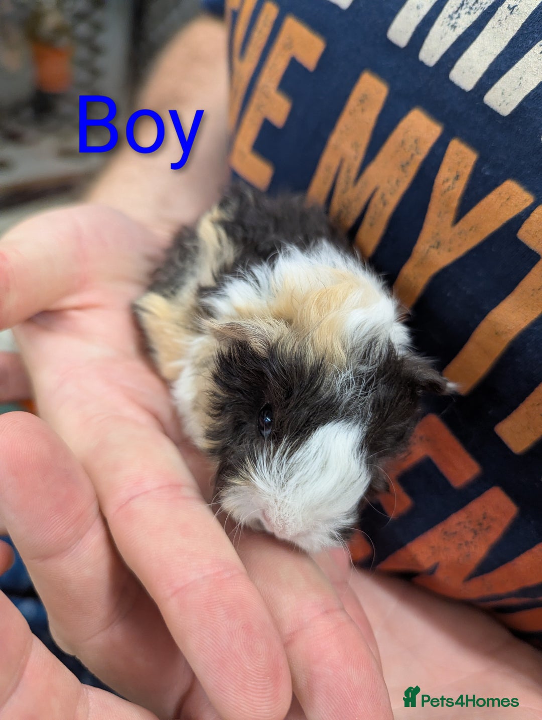 Guinea Pig rodents for sale: Stunning baby Lunkarya guinea pigs! 😍 - Image 6
