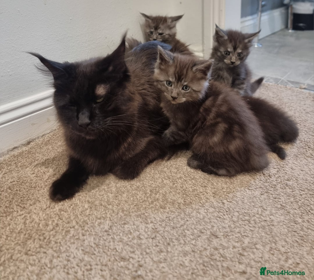 Maine Coon cats for sale: Stunning Maine Coon Kittens for sale/ Reservation  - Advert 11