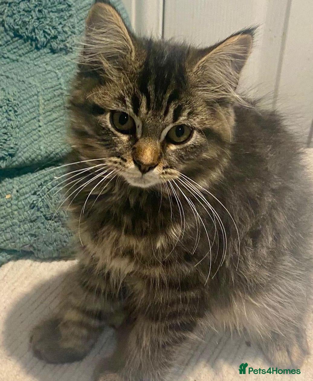 Maine Coon cats 3 x gorgeous Maine Coon kittens ready to leave. - Advert 2