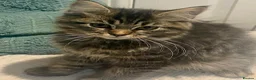 Maine Coon cats for sale: 3 x gorgeous Maine Coon kittens ready to leave. - Advert 2