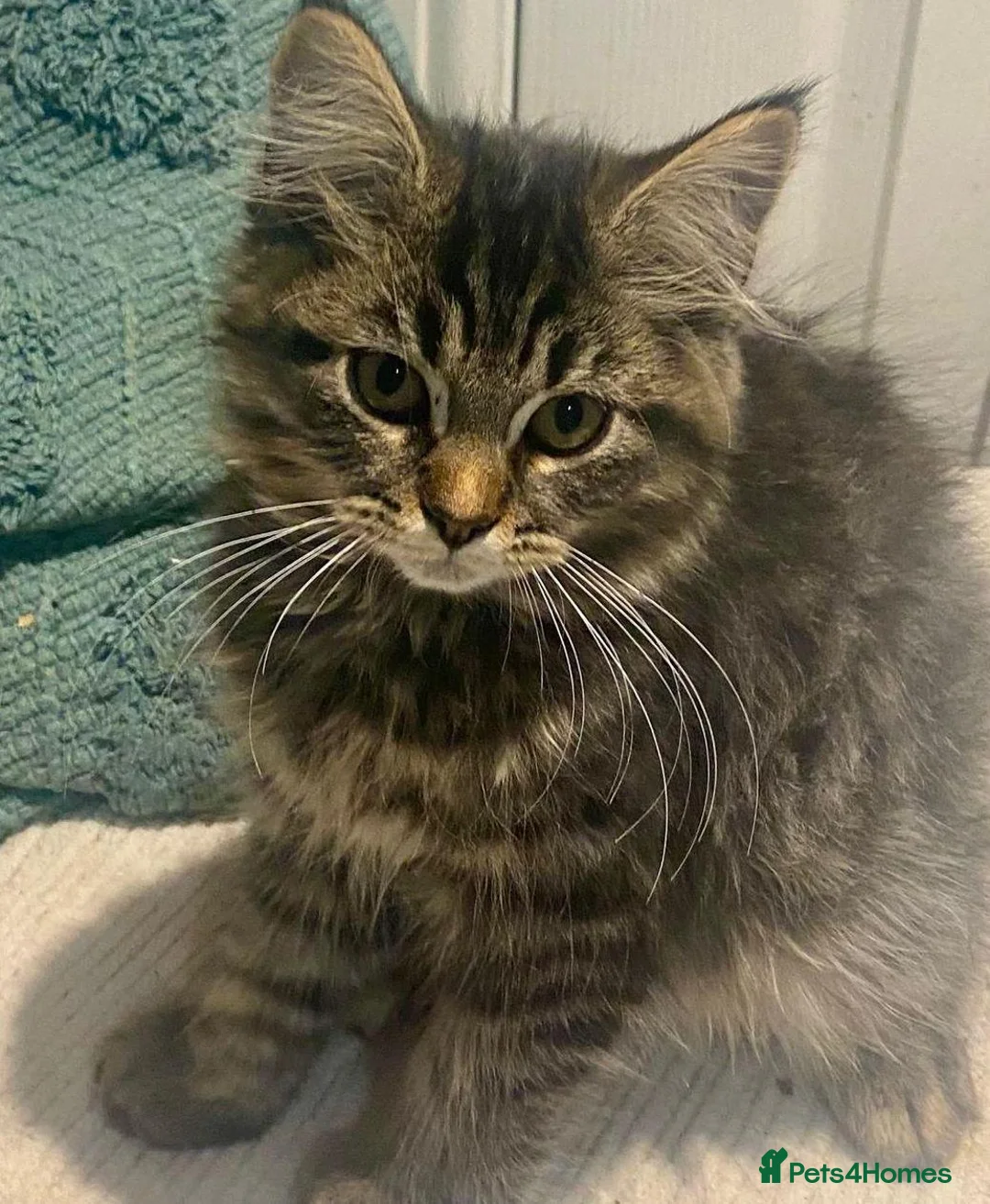 Maine Coon cats for sale: 3 x gorgeous Maine Coon kittens ready to leave. - Advert 2