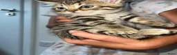Bengal cats for sale: Beautiful kittens  - Advert 2