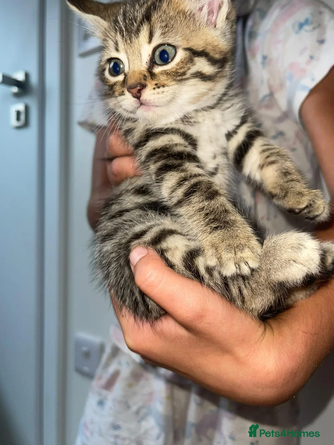 Bengal cats for sale: Beautiful kittens  - Advert 2