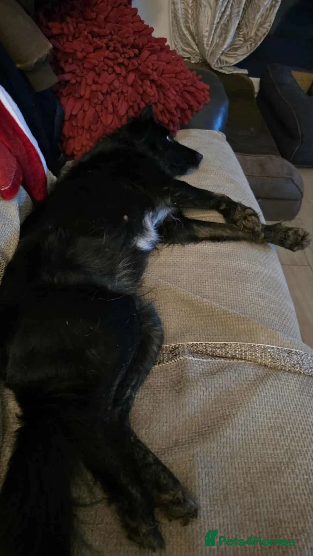 Mixed Breed dogs for adoption: TILLY (All black girl) - Advert 20