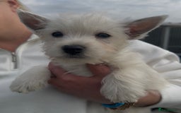 West Highland Terrier dogs for sale: West Highland Terrier pups Dad show bloodlines - Image 6