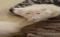Persian cats for sale: 4 stunning full Persian  kittens ready now  - Image 2