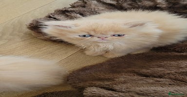 Persian cats - Advert 3
