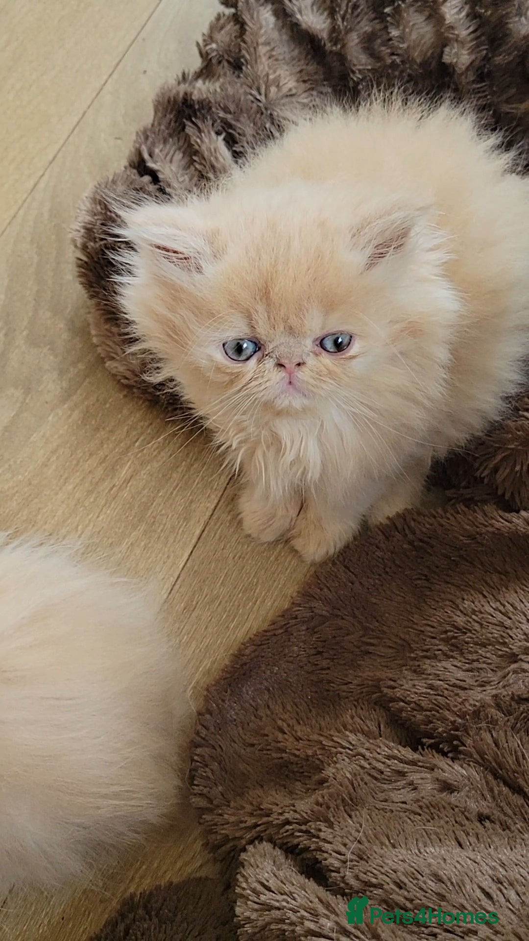 Persian cats for sale: 4 stunning full Persian  kittens ready now  - Image 2