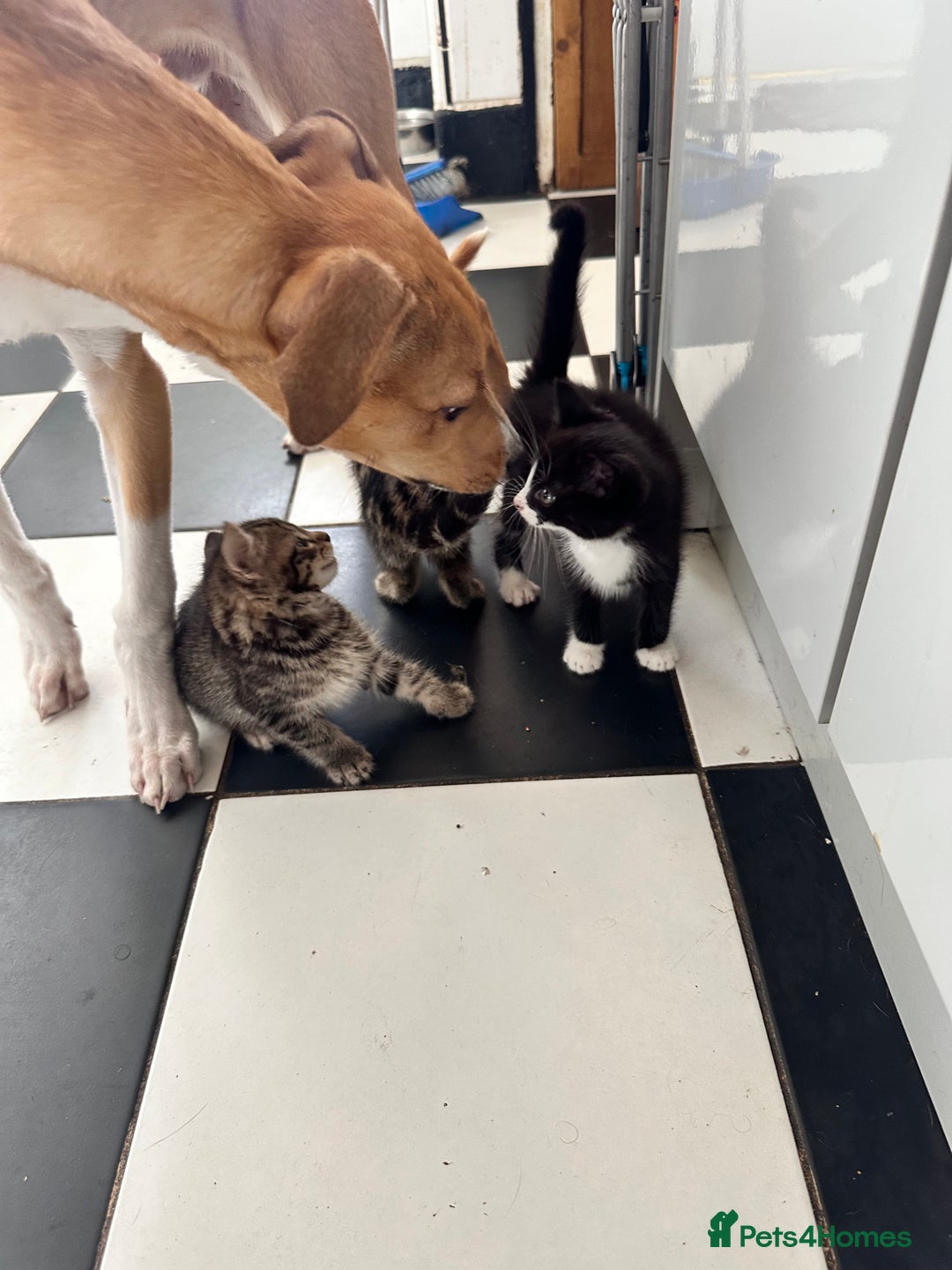 British Shorthair cats for sale: 3 Kittens - Advert 8