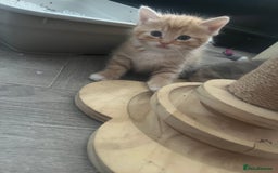 British Shorthair cats for sale: British short hair x - Image 24