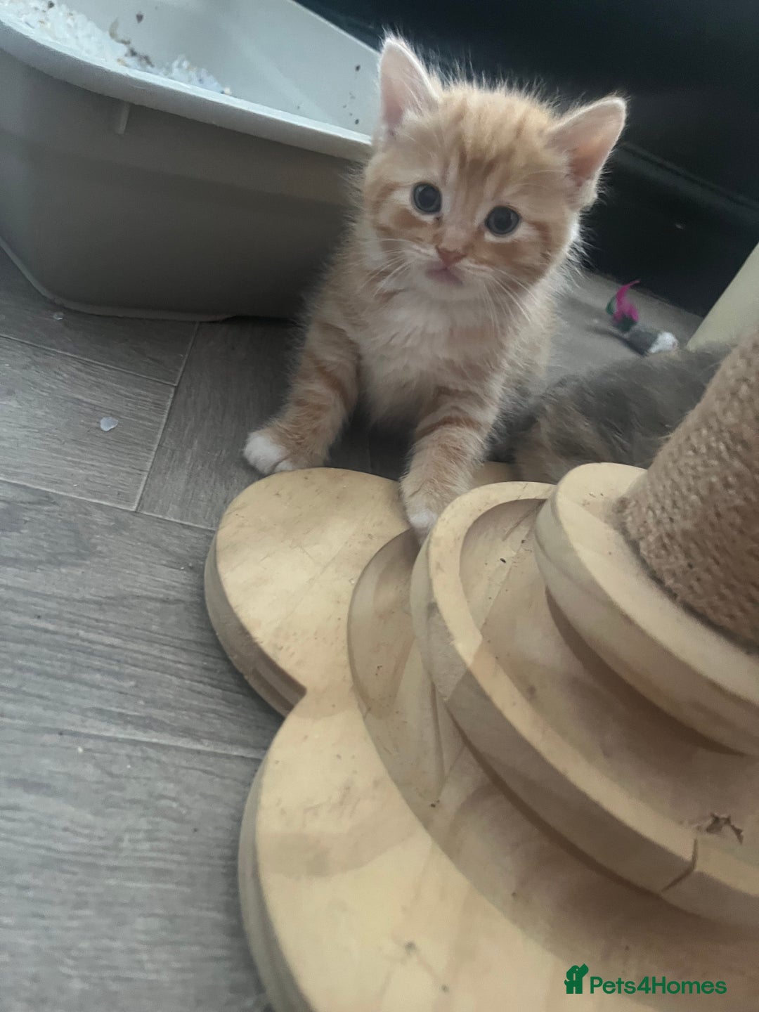 British Shorthair cats for sale: British short hair x - Image 24