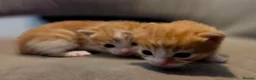 Domestic Shorthair cats for sale: Beautiful, healthy & happy kittens for rehoming in Cranbrook - Advert 19