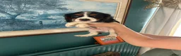 Cavalier King Charles Spaniel dogs for sale: Absolutely adorable puppies ❤️ - Advert 3