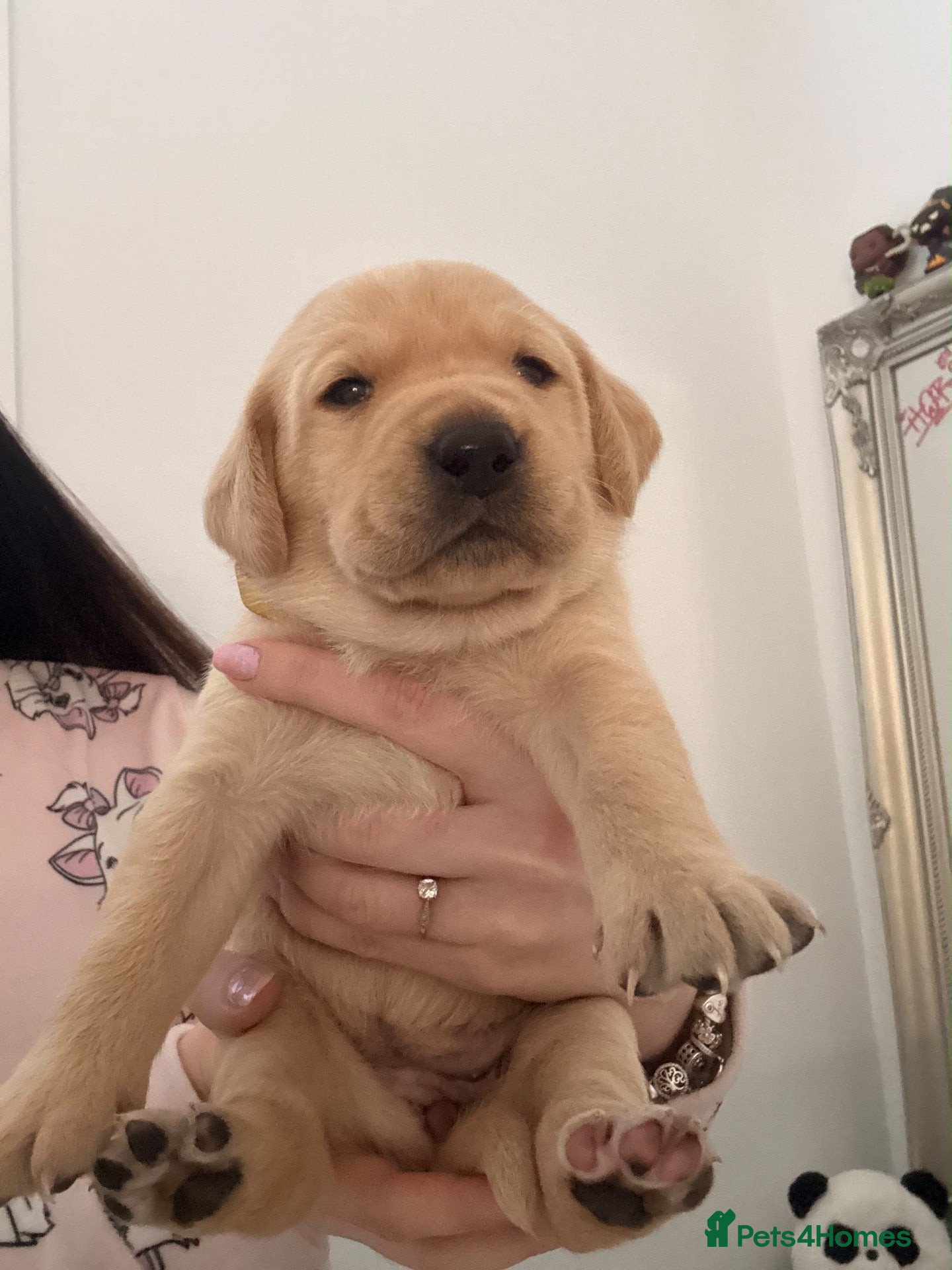 Labrador Retriever dogs My Labrador Puppys only 3 left now 🐾 - Advert 5