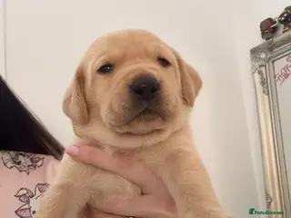 Labrador Retriever dogs My Labrador Puppys only 3 left now 🐾 - Advert 5