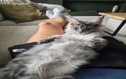 Maine Coon cats for sale: Maine Coon Kitten - Image 6