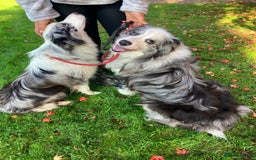 Border Collie dogs for sale: Stunning Border Collie Pups  - Image 12