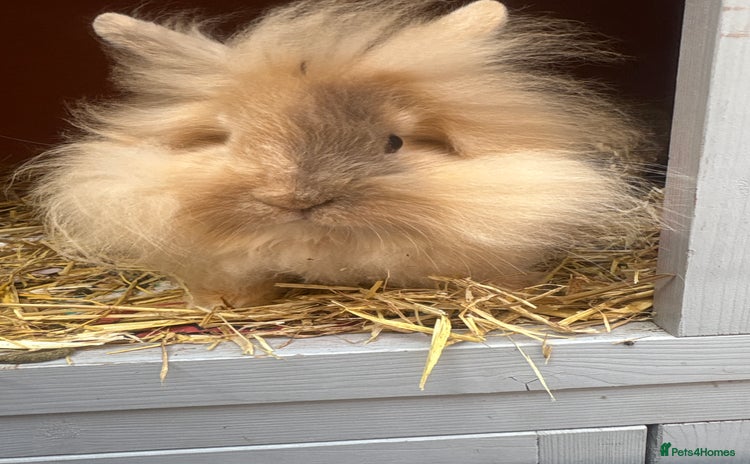 Lionhead rabbits - Advert 1
