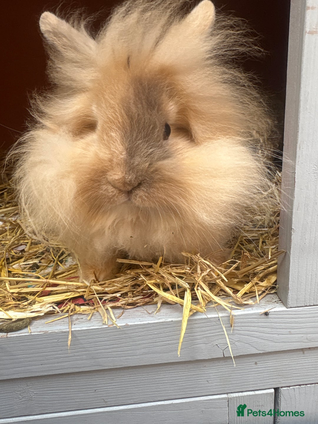 Lionhead rabbits for sale: lion mane  - Image 1