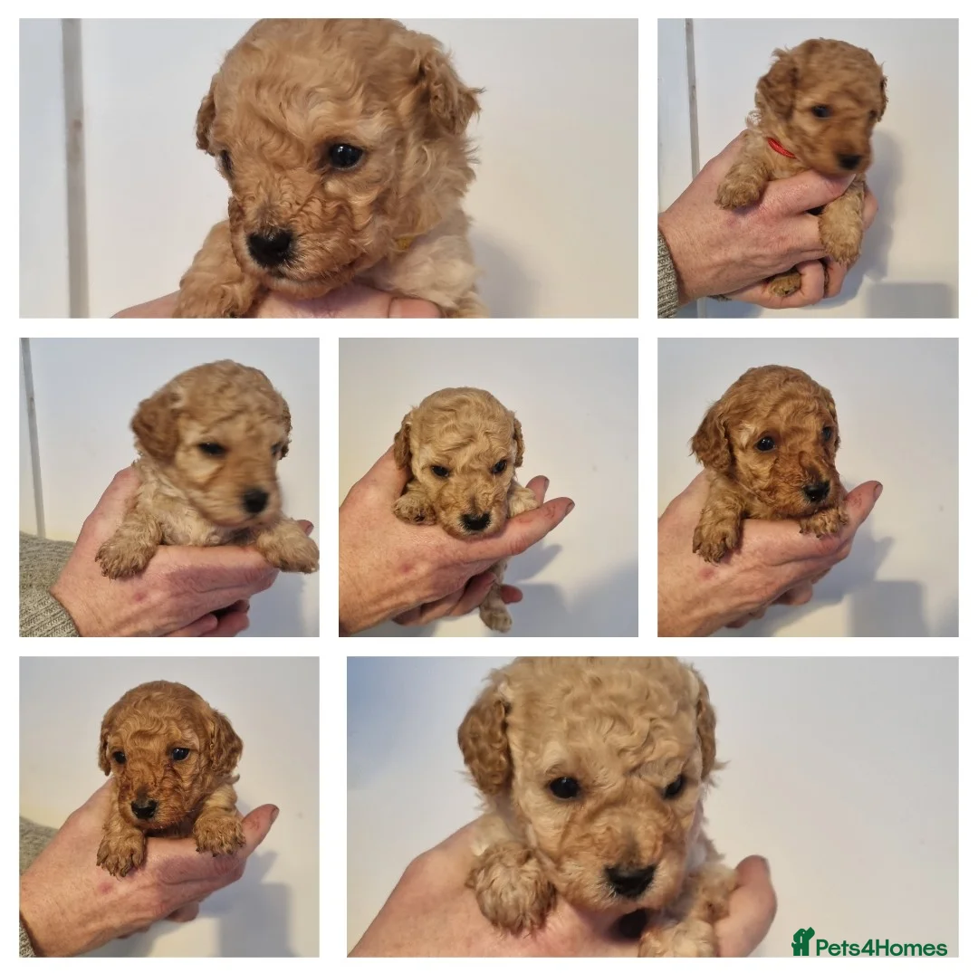 Cavapoo dogs for sale: F1b cavapoos  - Advert 1
