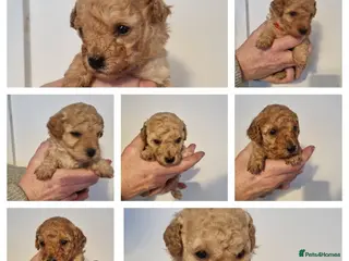 Cavapoo dogs F1b cavapoos - Advert 5