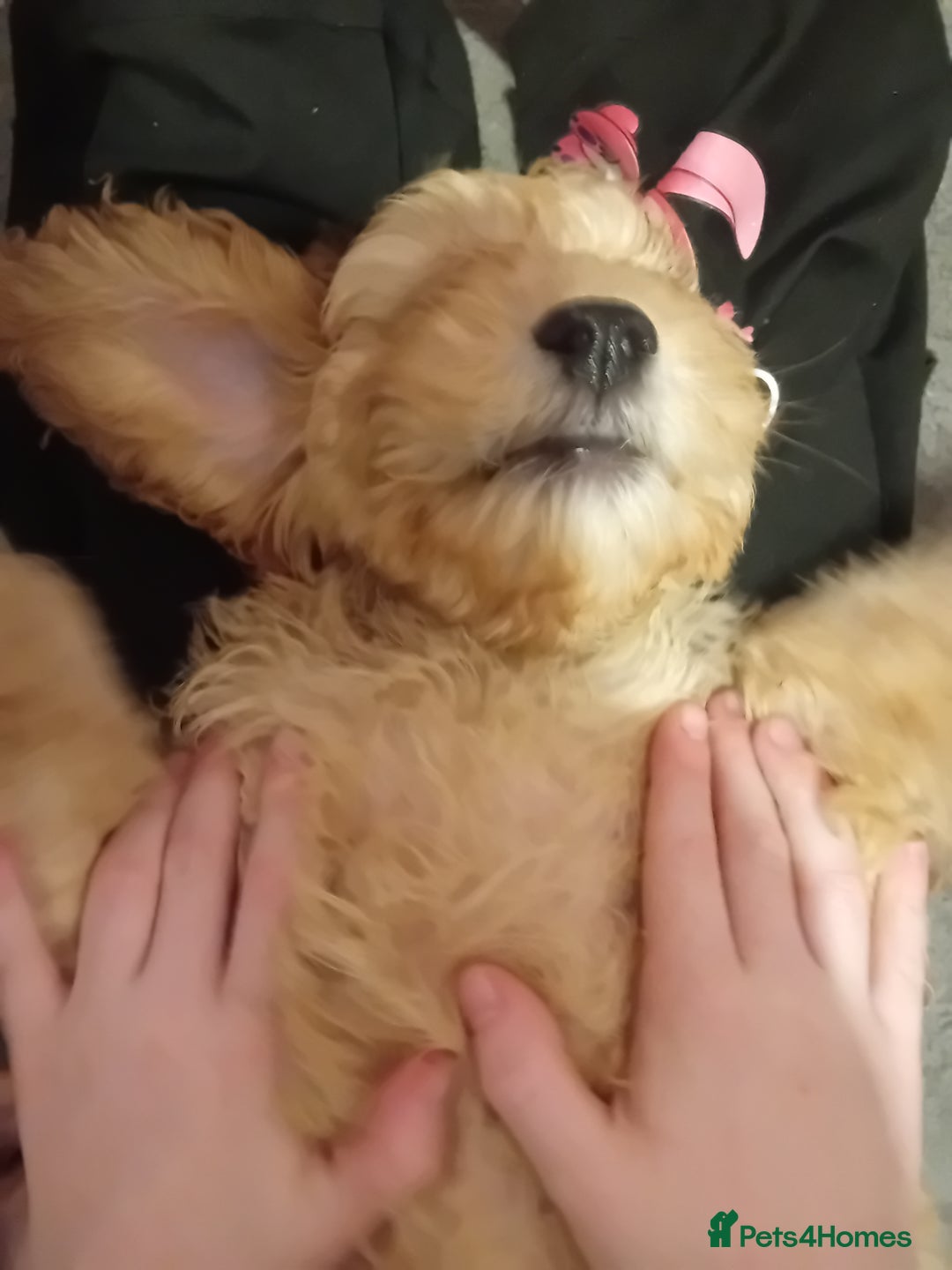Cavapoo dogs for sale: **2 puppies left** - Image 4