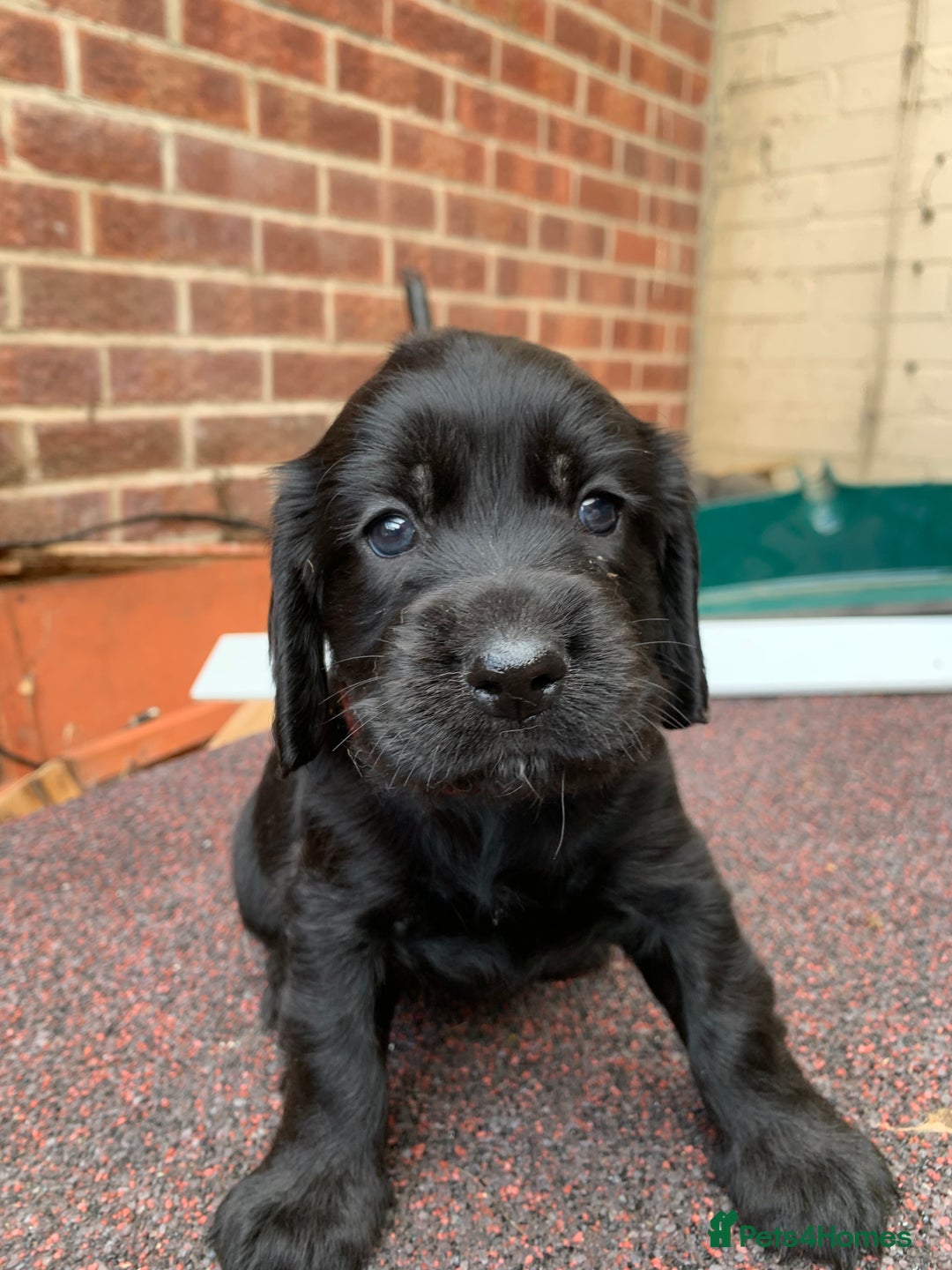 Cocker Spaniel dogs for sale: cocker spaniel pups ready for reserve - Image 4