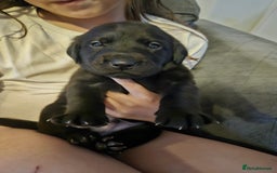 Labrador Retriever dogs for sale: Chunky Family Labrador Puppies  - Image 1