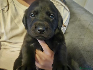 Labrador Retriever dogs - Advert 6