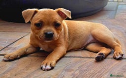 Staffordshire Bull Terrier dogs for sale: !READY NOW! KC Reg Quality Red Staffy Puppies  - Image 4
