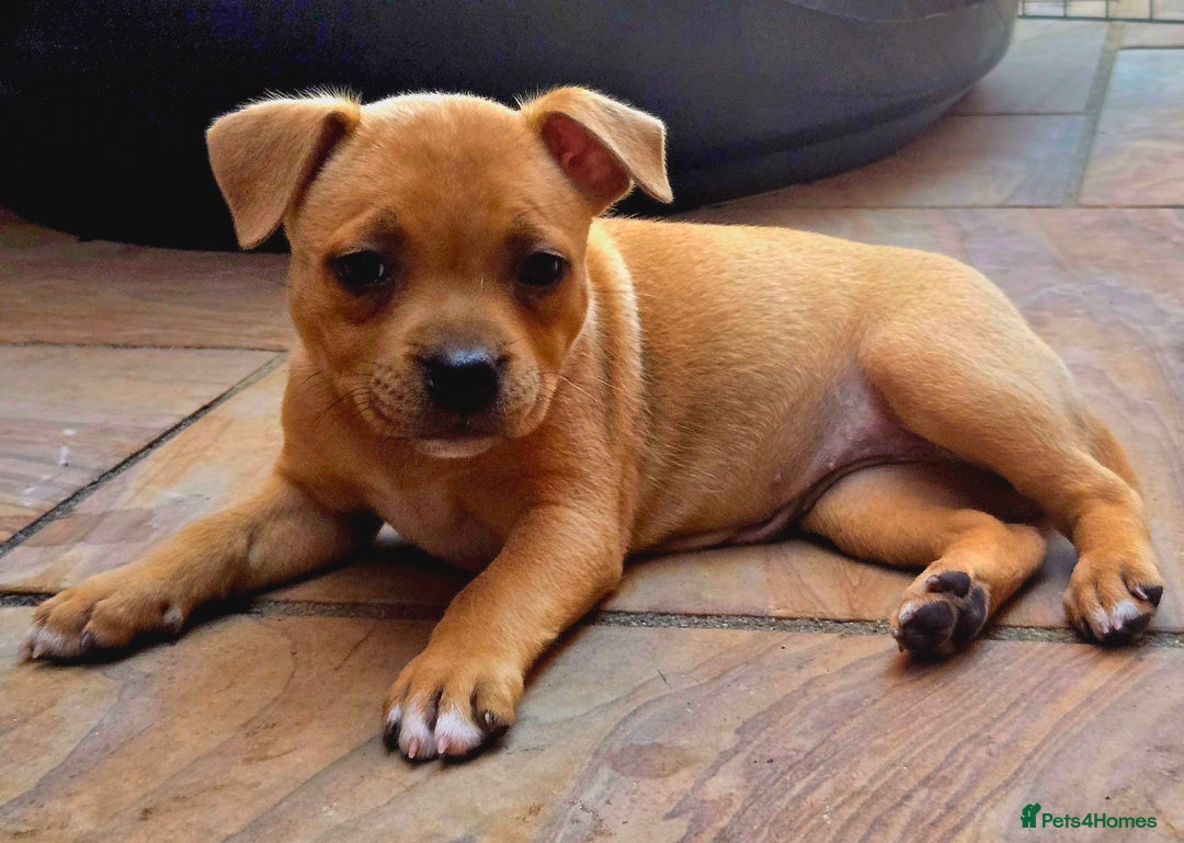 Staffordshire Bull Terrier dogs for sale: !READY NOW! KC Reg Quality Red Staffy Puppies  - Image 4