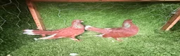 Pigeons birds for sale: Premium Breeding Pigeons Top Quality Pairs Availab - Advert 12