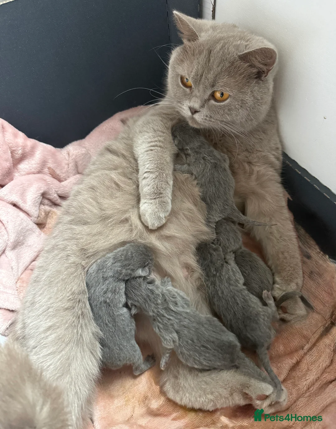British Shorthair cats for sale: Beautiful Fluffy Chunky BSH Kittens  - Advert 23