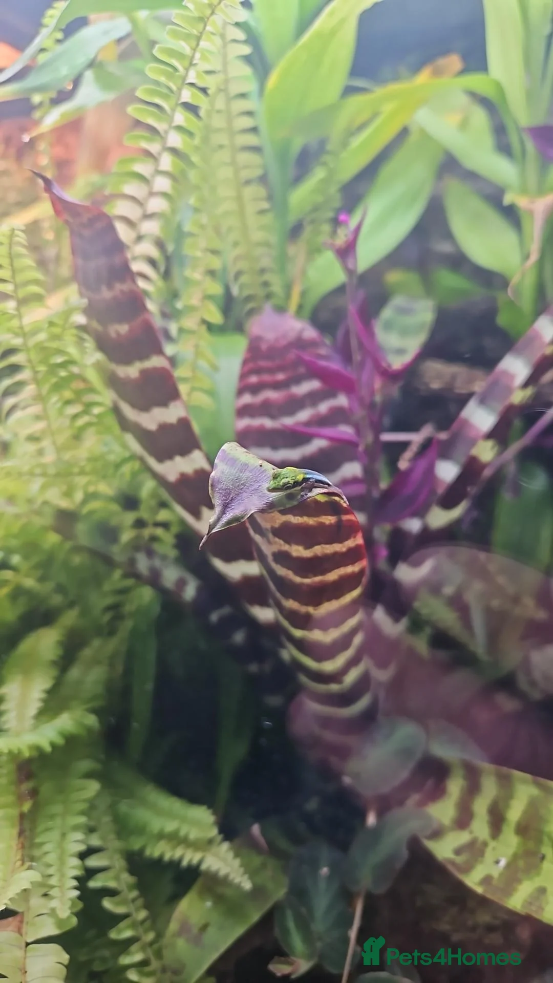 Gecko reptiles for sale: Neon day gecko  in Stoke-on-Trent - Advert 3